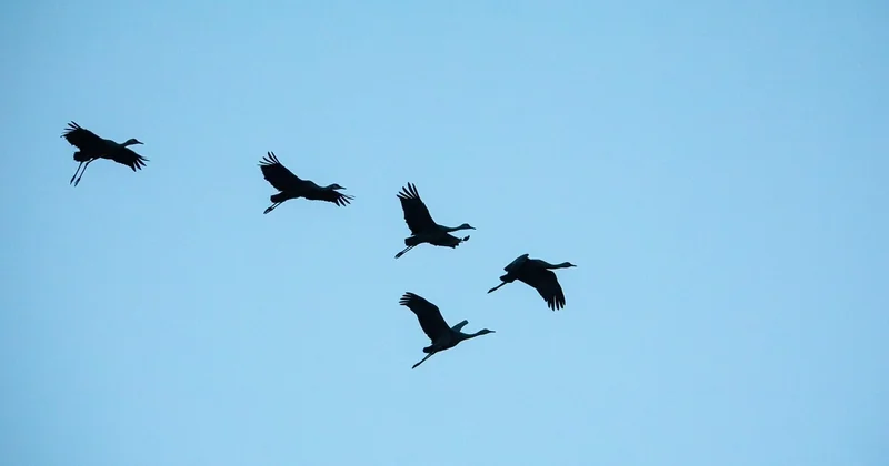 Les effets en cascade sur les oiseaux migrateurs