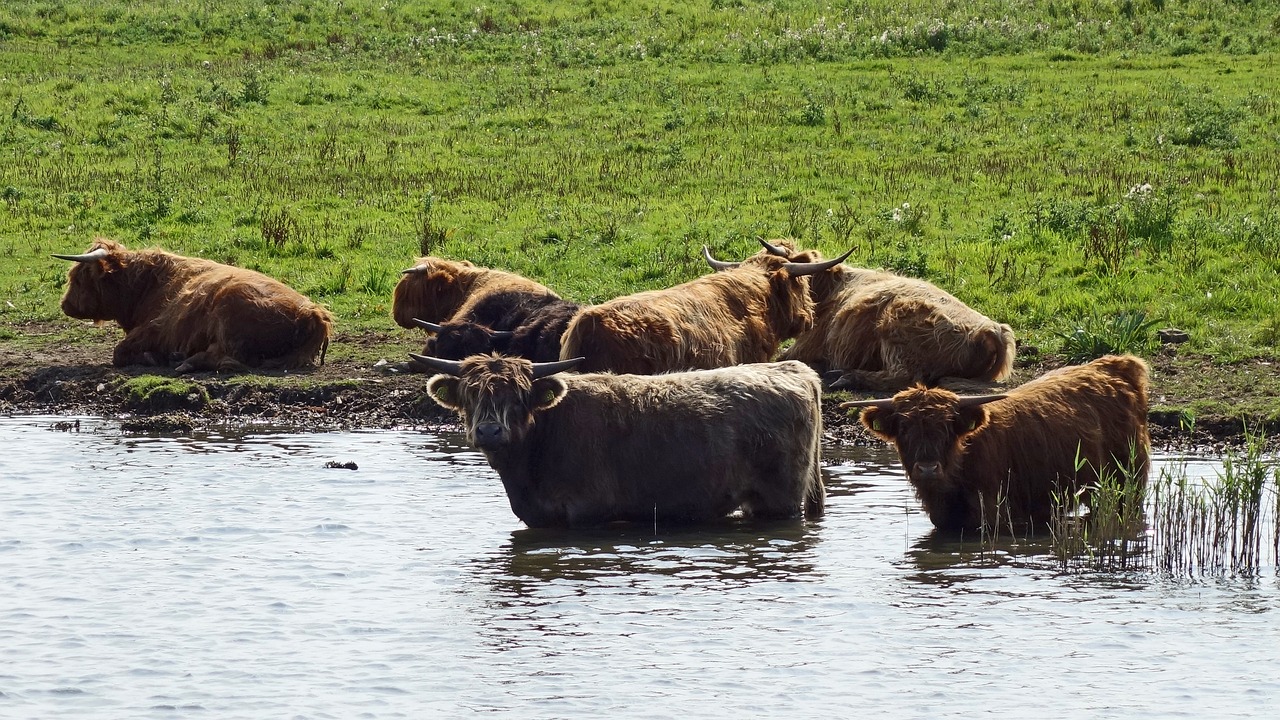 Les aires protégées : refuge pour la biodiversité