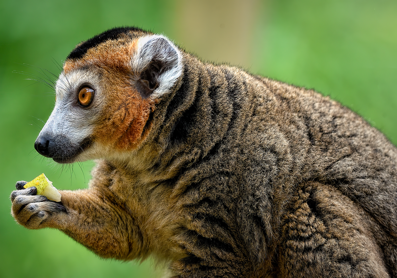 L’éthique de la conservation de la biodiversité