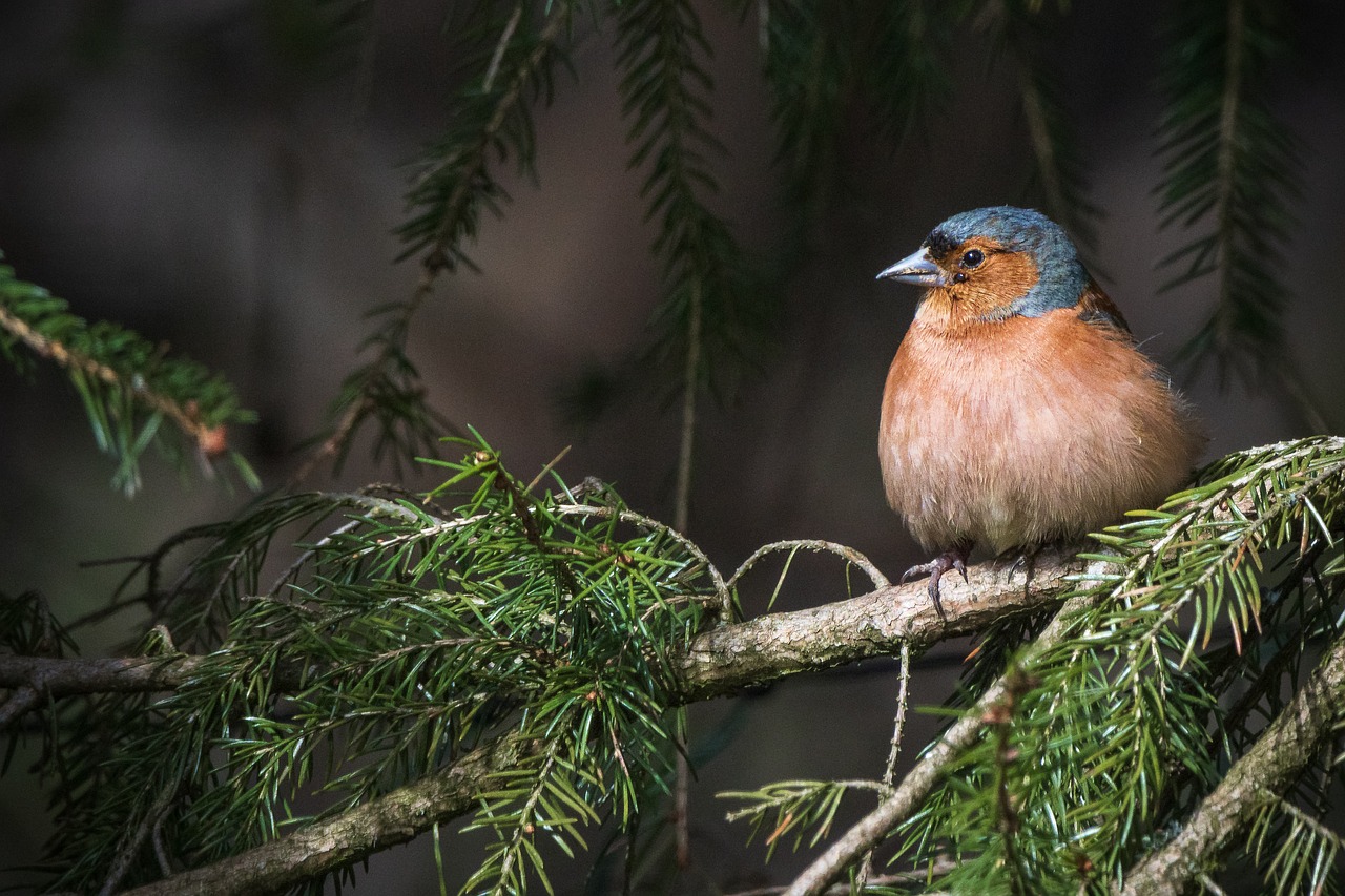 Les politiques de conservation des ressources naturelles
