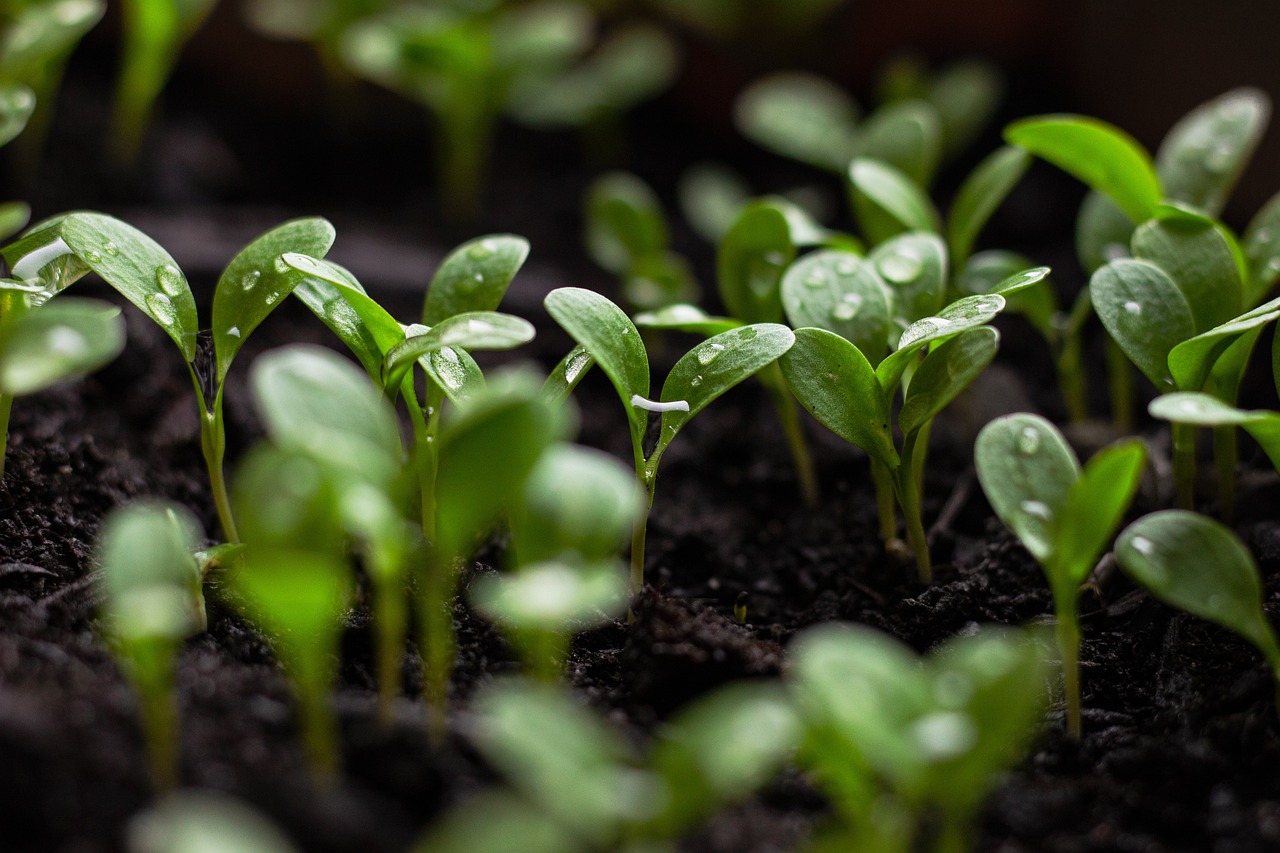 Comment adopter un mode de vie durable ?