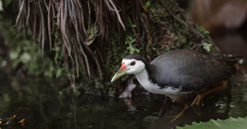 Le National Wetlands Inventory : la base, et ses limites
