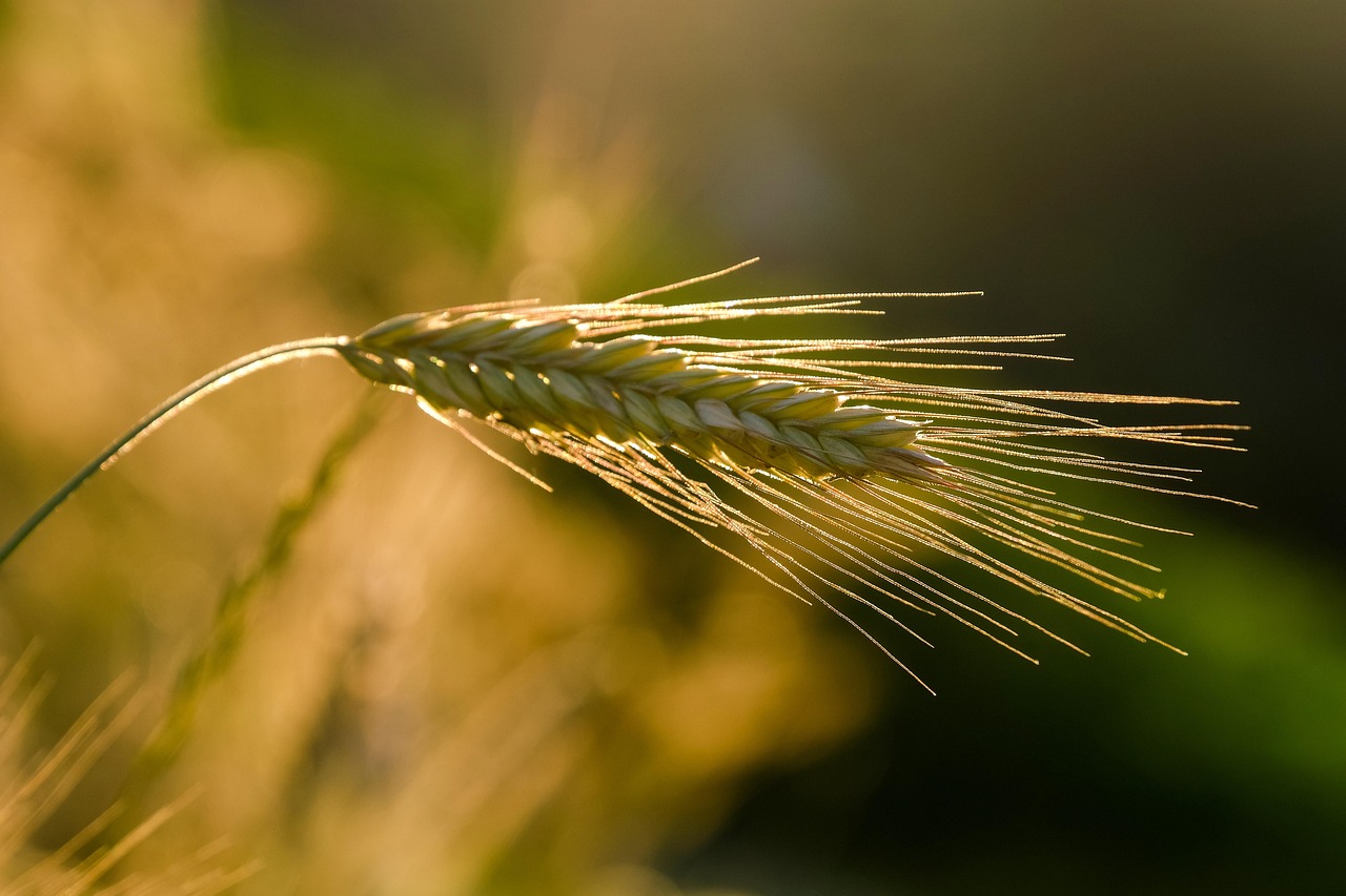 Agriculture durable : Vers une production alimentaire responsable et écologique