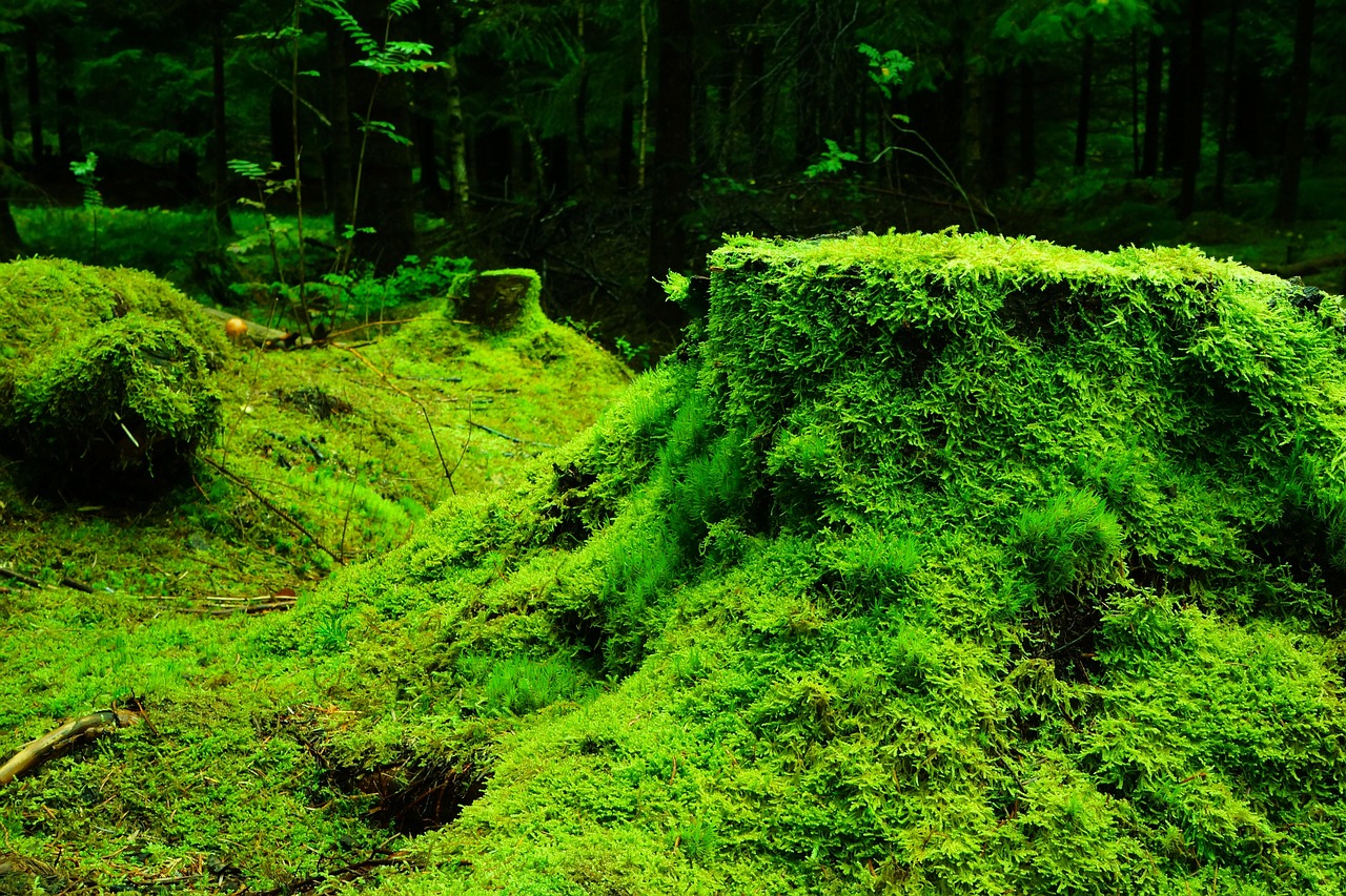 Écosystème forestier : Comprendre ses enjeux et son importance pour la biodiversité