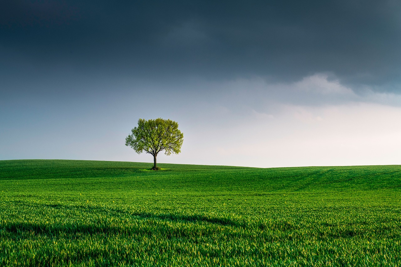 Célébration de la Journée Mondiale de l’Environnement 2023 : Engageons-nous pour la planète !