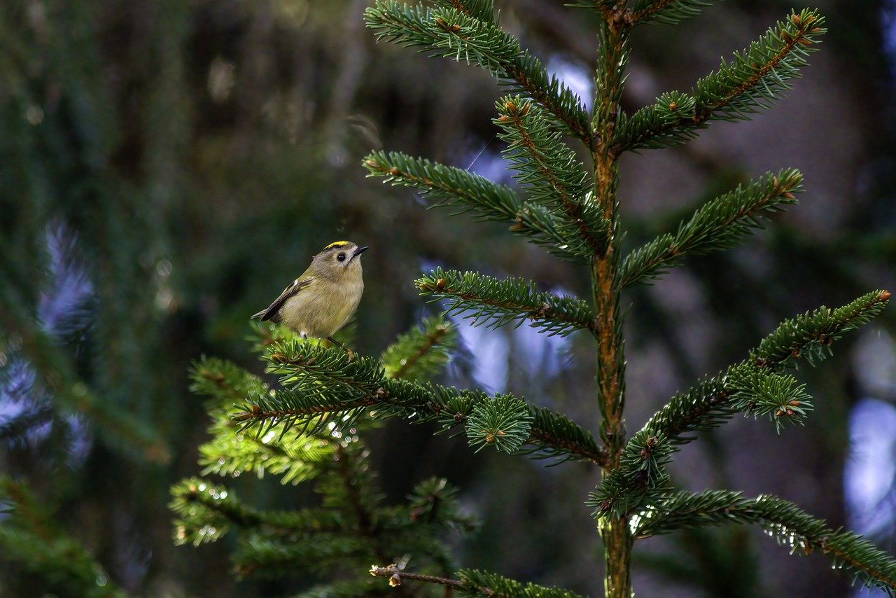 Préservation des habitats : Stratégies efficaces pour protéger notre biodiversité