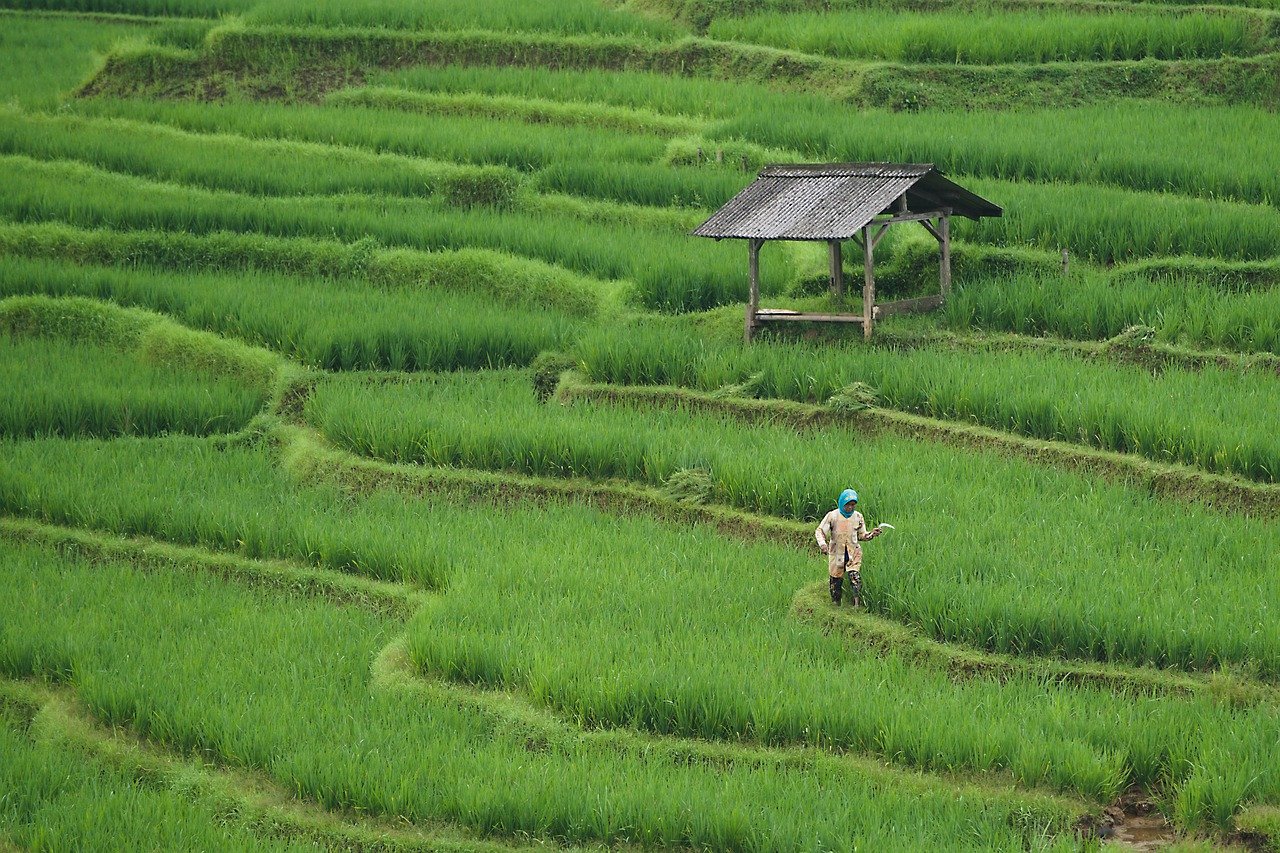 découvrez l'agriculture durable, une approche novatrice qui préserve l'environnement tout en garantissant des récoltes abondantes. apprenez comment cette méthode favorise la biodiversité, réduit les déchets et soutient la santé des sols, tout en répondant aux besoins alimentaires actuels.