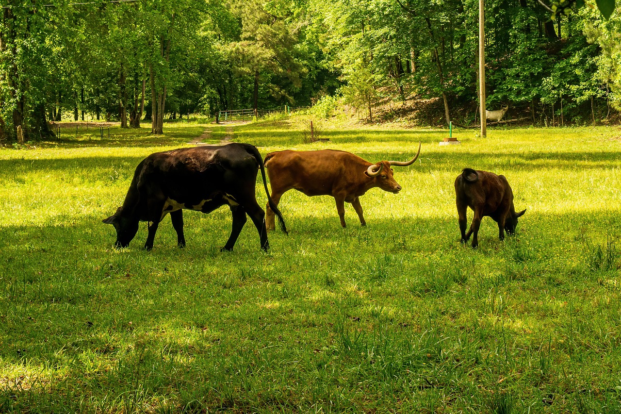 découvrez tout sur l'empreinte carbone : son impact sur l'environnement, comment la mesurer et des conseils pratiques pour la réduire au quotidien. engagez-vous pour un avenir durable en maîtrisant votre empreinte écologique.