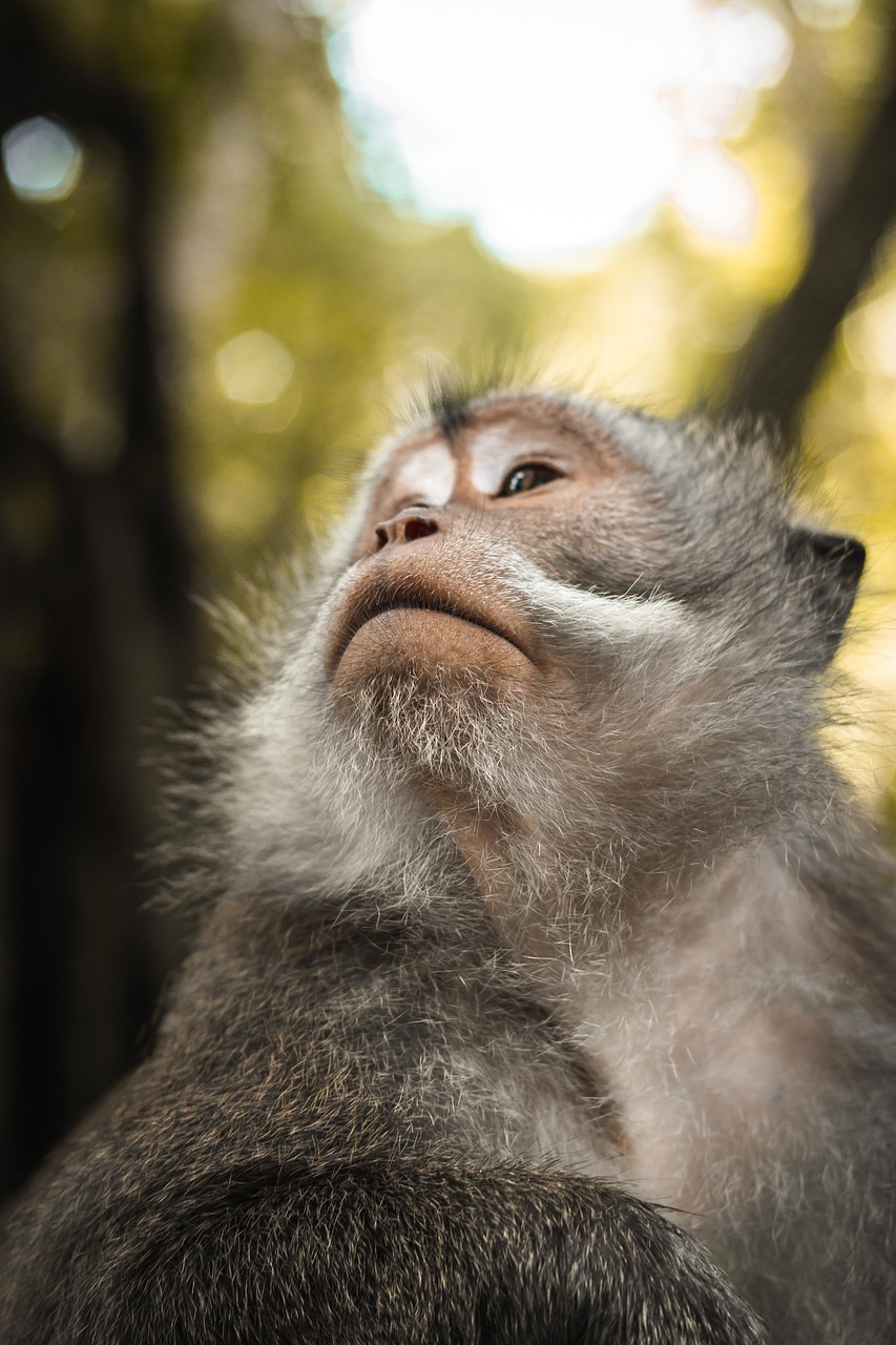 découvrez l'importance de la biodiversité pour notre planète ! explorez comment la diversité des espèces et des écosystèmes contribue à l'équilibre écologique, à la santé humaine et à la durabilité de notre environnement.