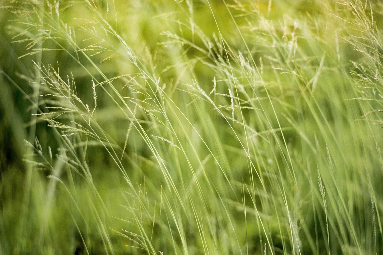 découvrez l'importance de l'éducation environnementale pour sensibiliser les générations futures à la protection de notre planète. apprenez comment intégrer des pratiques durables dans votre quotidien pour un avenir écoresponsable.