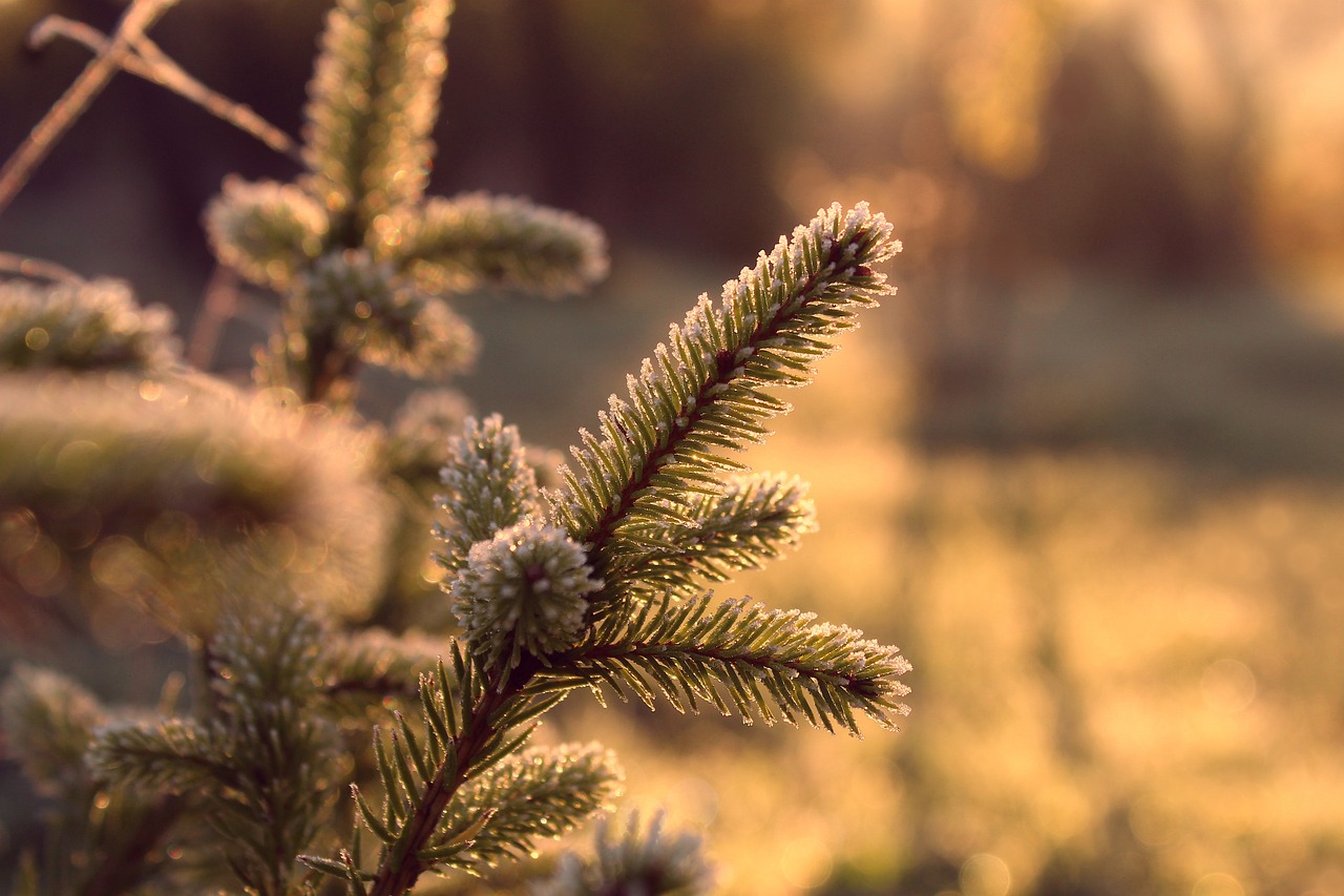 explorez les principes de l'écologie, la science qui étudie les interactions entre les organismes et leur environnement. découvrez comment préserver notre planète et promouvoir un développement durable grâce à des pratiques respectueuses de l'écosystème.