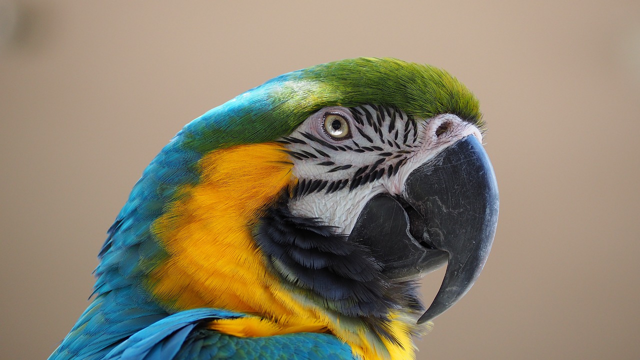 découvrez la majesté de la forêt amazonienne, un écosystème riche en biodiversité, abritant des milliers d'espèces d'animaux et de plantes. plongez dans l'importance écologique de cette jungle luxuriante et ses enjeux de conservation.