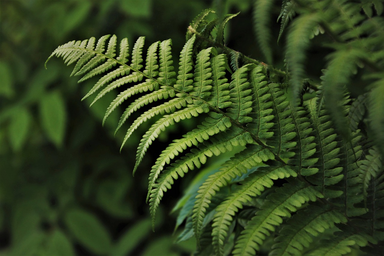 découvrez la richesse et la diversité de la forêt amazonienne, un écosystème unique au monde, abritant des milliers d'espèces de plantes et d'animaux, et jouant un rôle crucial dans la régulation du climat de notre planète.