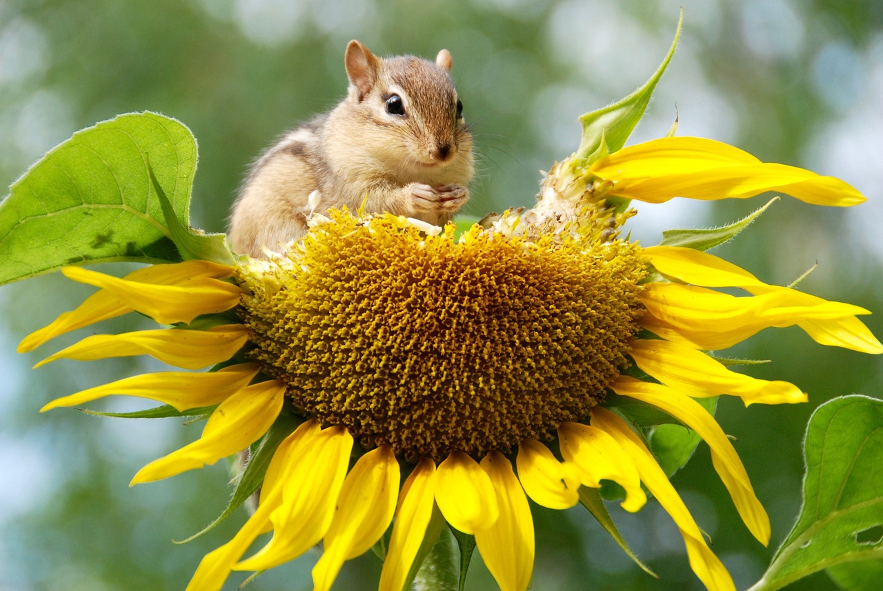 découvrez l'importance de la biodiversité pour notre planète. apprenez comment la diversité des espèces contribue à l'équilibre des écosystèmes, au bon fonctionnement des services environnementaux et à notre propre bien-être. explorez des initiatives et des solutions pour préserver la richesse naturelle de notre monde.