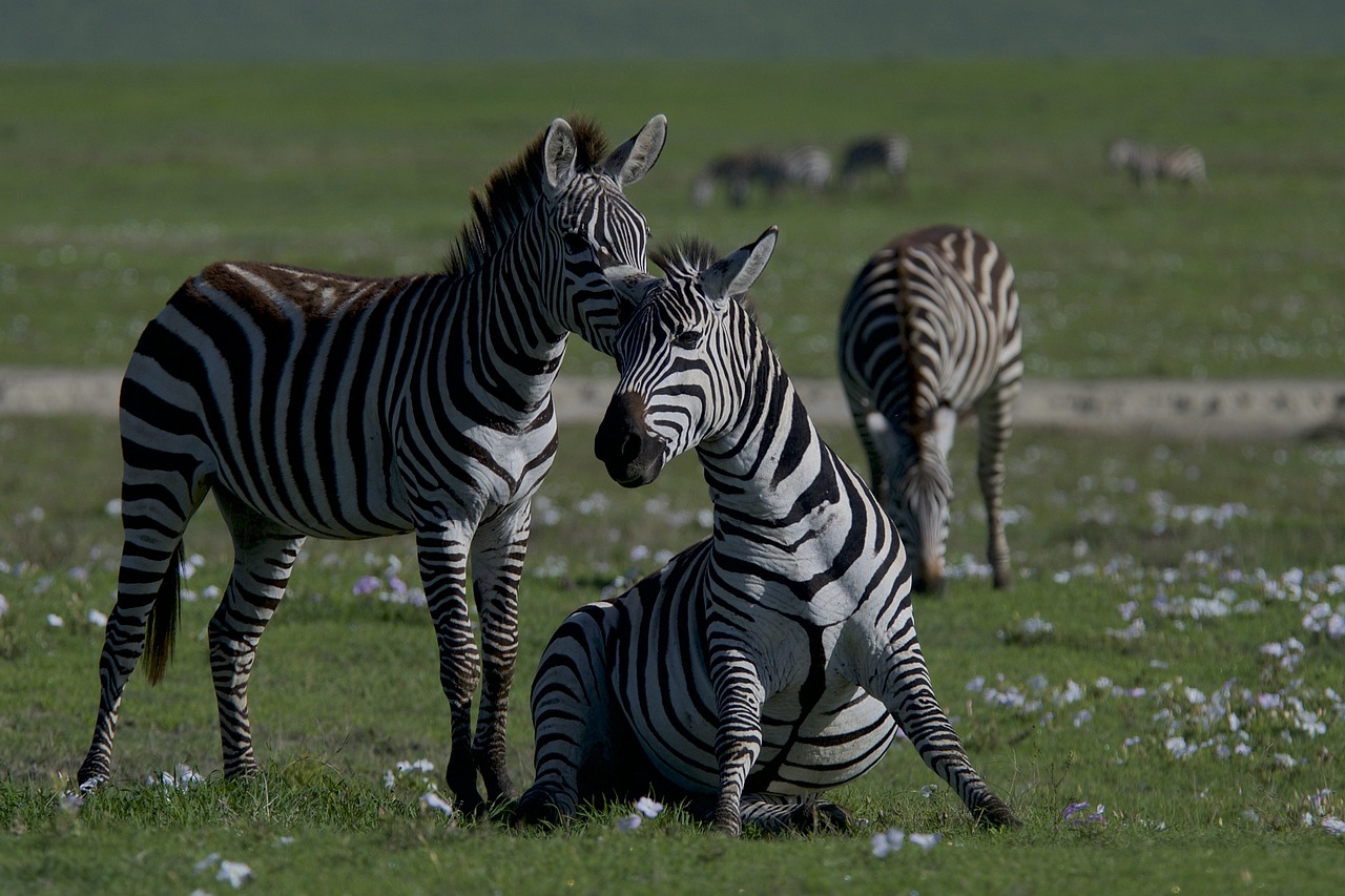 découvrez l'importance de la biodiversité et son rôle vital dans l'équilibre des écosystèmes. apprenez comment la préservation de la diversité biologique contribue à la santé de notre planète et à notre bien-être.