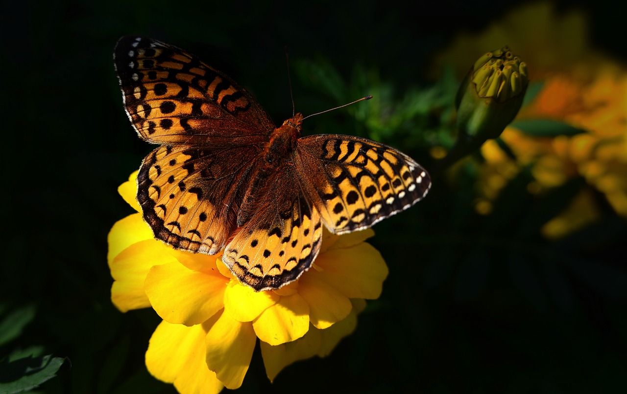 découvrez l'importance de la biodiversité pour notre planète, son rôle crucial dans l'équilibre des écosystèmes, ainsi que les actions que nous pouvons entreprendre pour la préserver et protéger la richesse naturelle qui nous entoure.