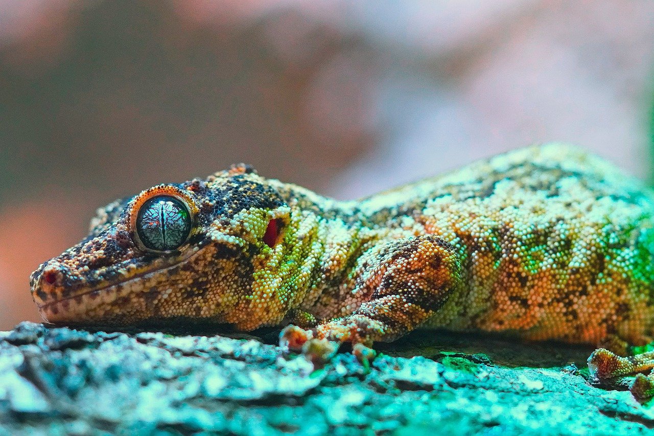 découvrez la richesse de la biodiversité, explorez les écosystèmes variés et l'importance des espèces pour notre planète. apprenez comment préserver cette précieuse diversité naturelle et contribuer à un avenir durable.