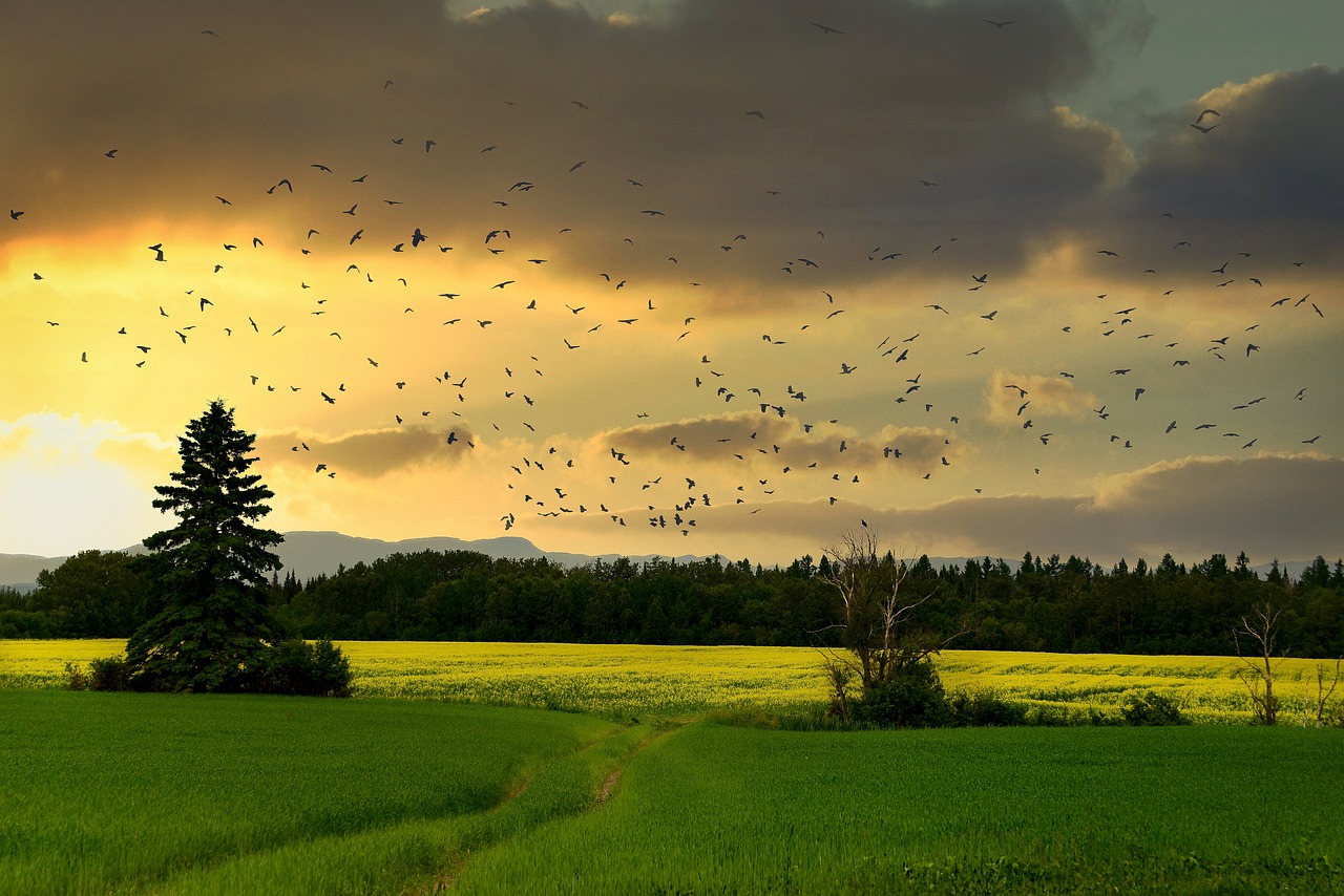 découvrez l'importance de la biodiversité pour notre planète, les menaces qu'elle subit et les actions à entreprendre pour la préserver. explorez des solutions durables pour protéger les écosystèmes et encouragez des pratiques respectueuses de la nature.