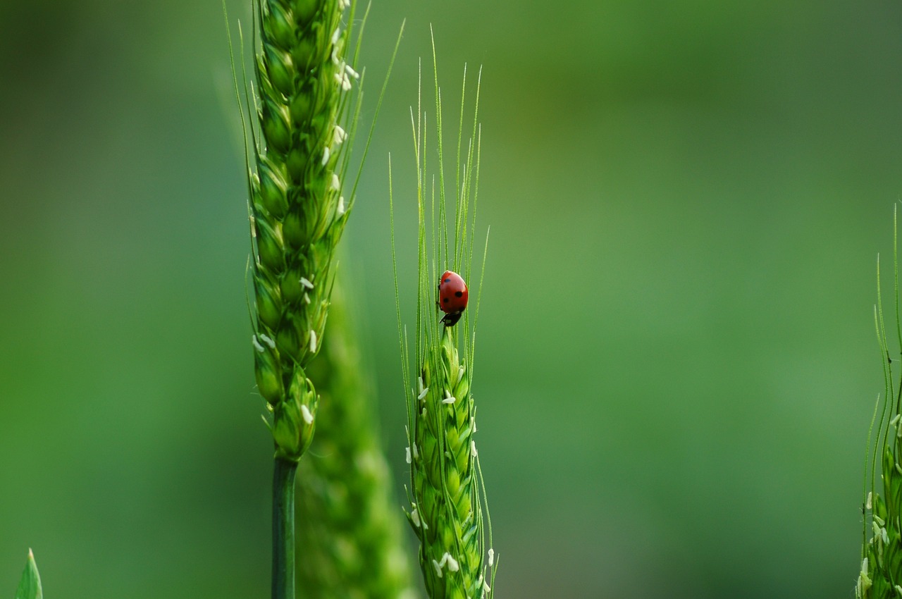 découvrez la richesse et la diversité de la biodiversité, essentielle à l'équilibre de notre écosystème. apprenez comment préserver les espèces, protéger les habitats et promouvoir la durabilité pour un avenir sain.