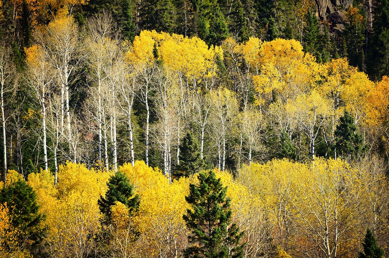 découvrez l'importance de la biodiversité pour notre planète, ses écosystèmes et notre bien-être. apprenez comment préserver la variété des espèces et les habitats naturels pour un avenir durable.