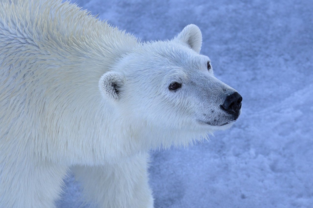 découvrez l'importance de la conservation de la biodiversité, un enjeu crucial pour la santé de notre planète. apprenez comment protéger les écosystèmes, préserver les espèces menacées et promouvoir des pratiques durables pour un avenir harmonieux.