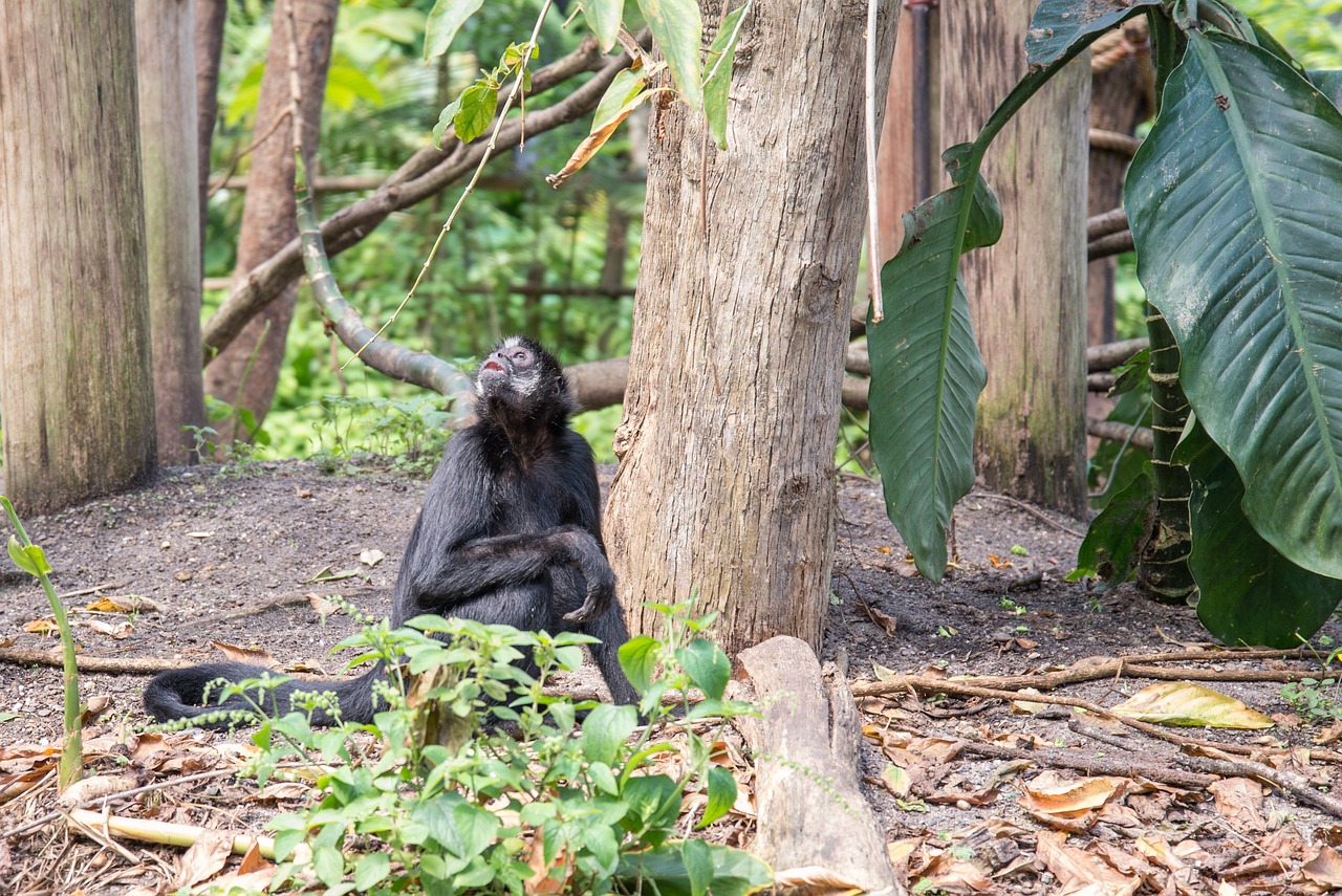 découvrez les initiatives et les stratégies de conservation des forêts du bassin du congo, un écosystème vital pour la biodiversité et la lutte contre le changement climatique. engagez-vous pour la préservation de ce patrimoine naturel unique.