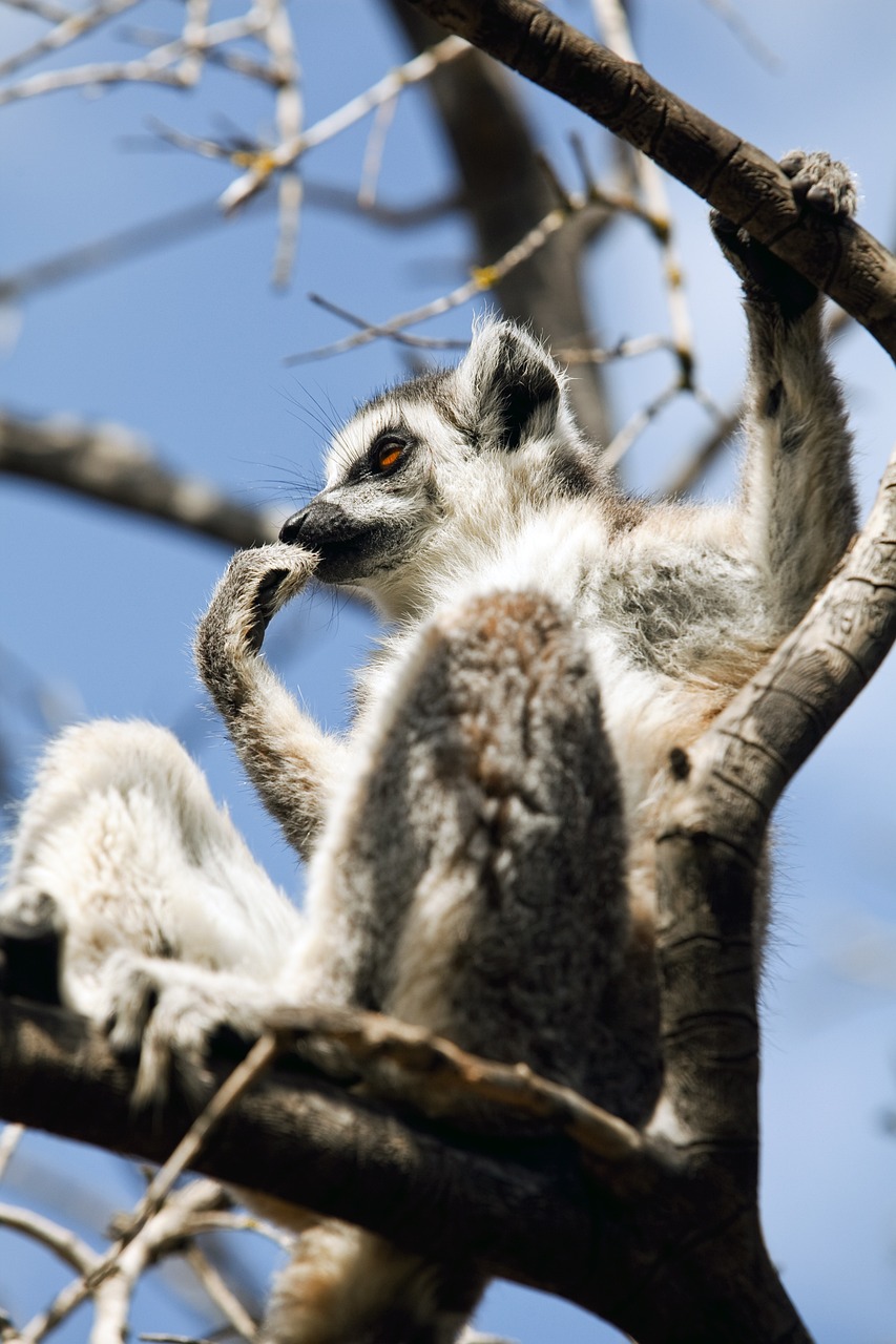 découvrez les initiatives et les enjeux liés à la conservation des forêts du bassin du congo, un écosystème vital pour la biodiversité et la lutte contre le changement climatique. engagez-vous pour un avenir durable et protégé de cette précieuse ressource naturelle.