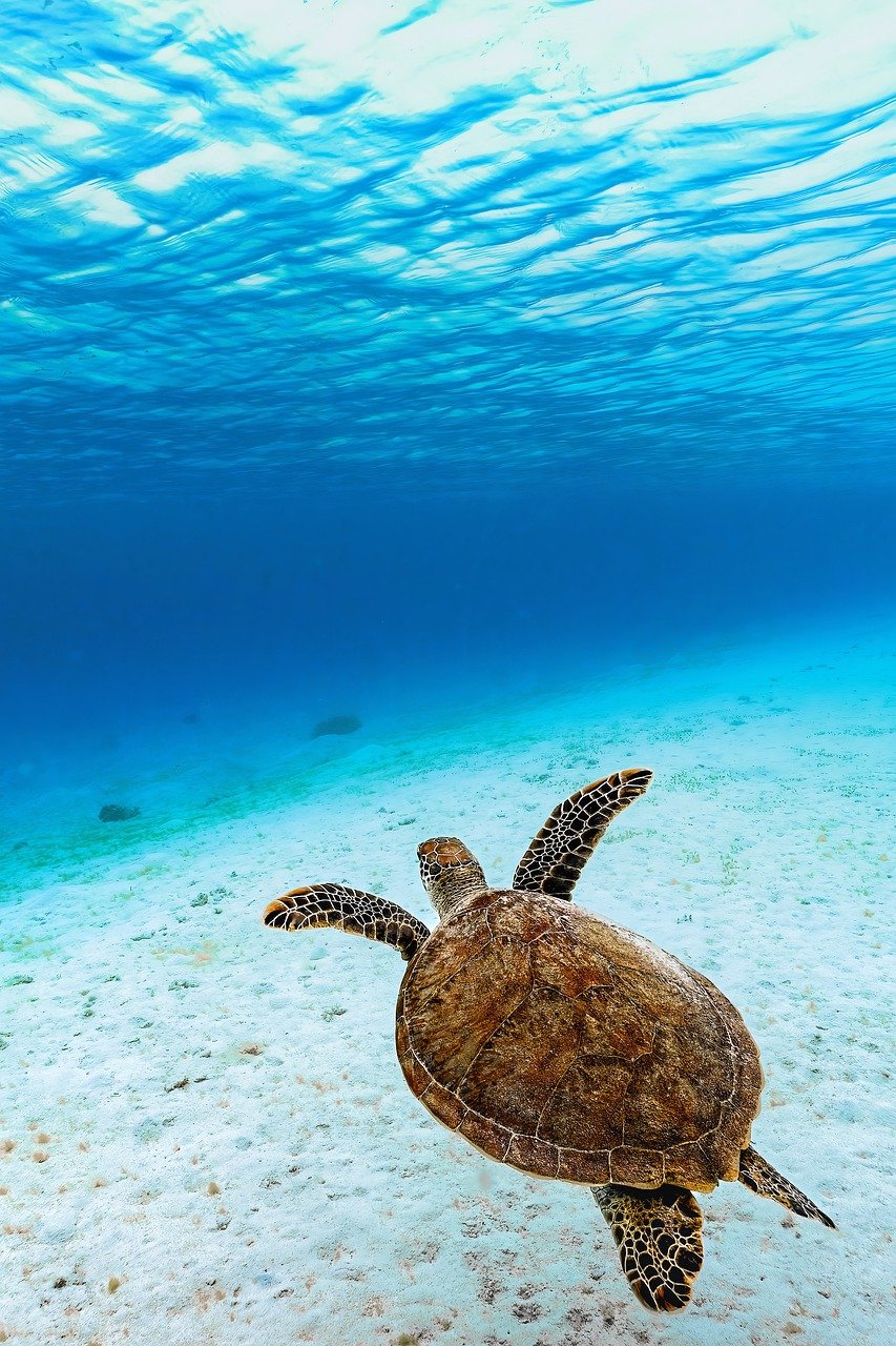 découvrez les espèces menacées qui luttent pour leur survie. apprenez-en davantage sur leur habitat, les causes de leur déclin et les efforts de conservation mis en place pour protéger ces précieux trésors de la biodiversité.