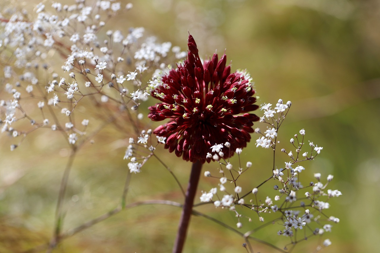 découvrez les espèces menacées, leur habitat naturel et les efforts de conservation pour préserver la biodiversité. apprenez comment protéger ces êtres vivants en danger et agir pour un avenir plus durable.