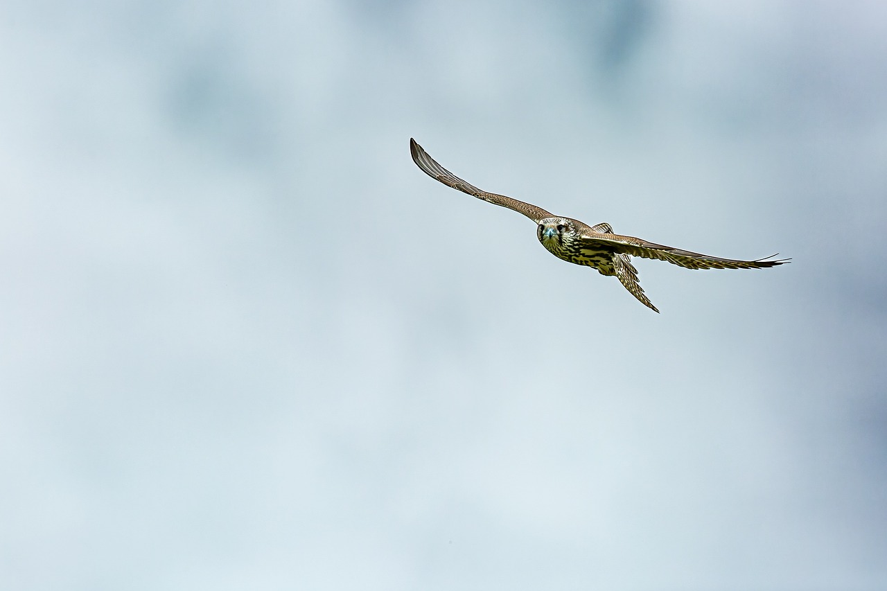 découvrez les espèces menacées, leur situation critique, les efforts de conservation et comment chaque individu peut contribuer à sauver ces précieuses formes de vie. informez-vous sur les actions à mener pour protéger notre biodiversité.