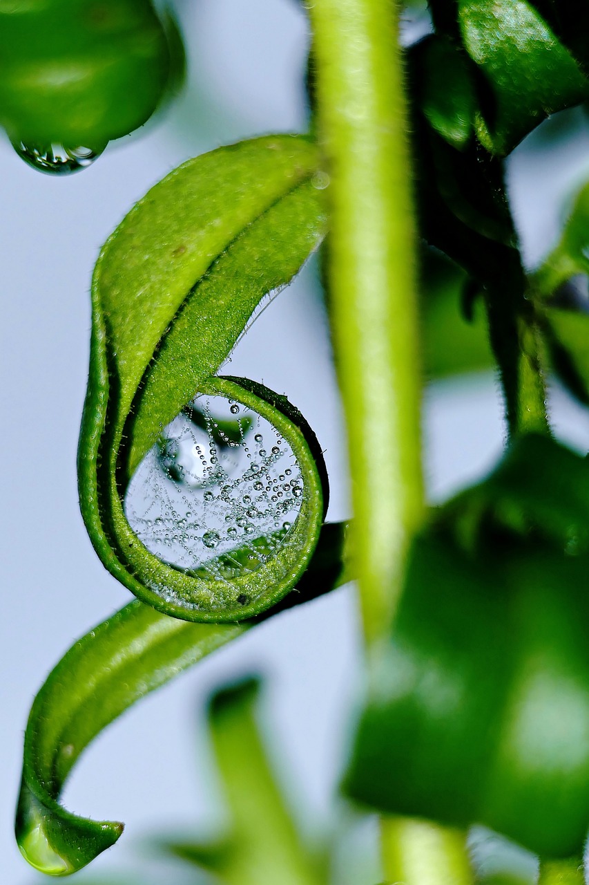 découvrez l'importance cruciale de l'environnement, les enjeux écologiques actuels et les actions à entreprendre pour préserver notre planète. explorez des solutions durables pour un avenir meilleur.