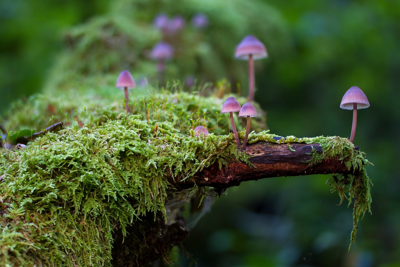 découvrez la beauté et la biodiversité des forêts, ces écosystèmes essentiels à notre planète. apprenez comment elles jouent un rôle crucial dans la régulation du climat, la préservation des espèces et la fourniture de ressources naturelles indispensables à la vie.