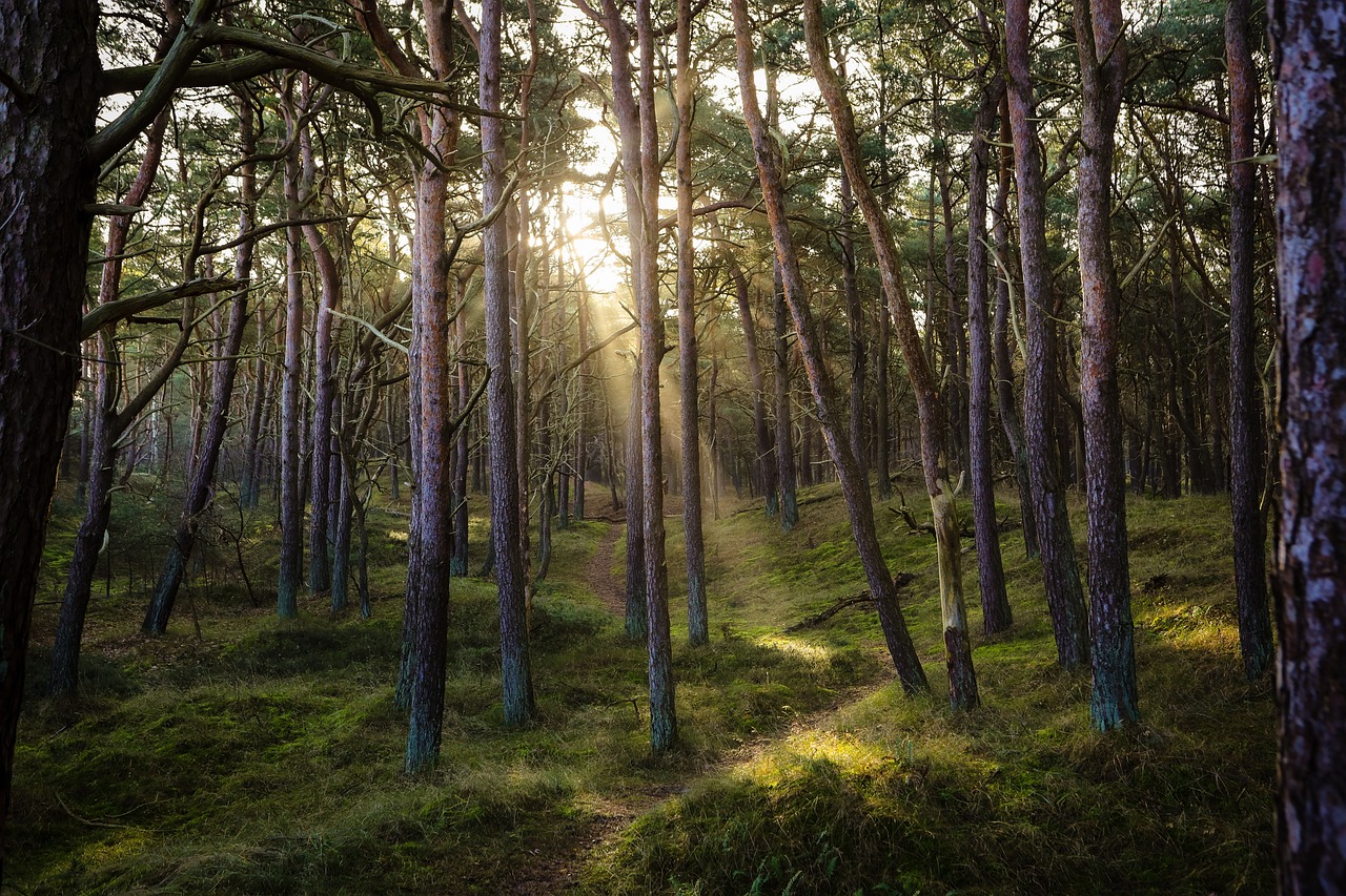 découvrez la beauté et l'importance des forêts dans notre écosystème. explorez leur rôle essentiel pour la biodiversité, le climat et notre bien-être, tout en apprenant sur les menaces qui pèsent sur ces précieuses ressources naturelles.