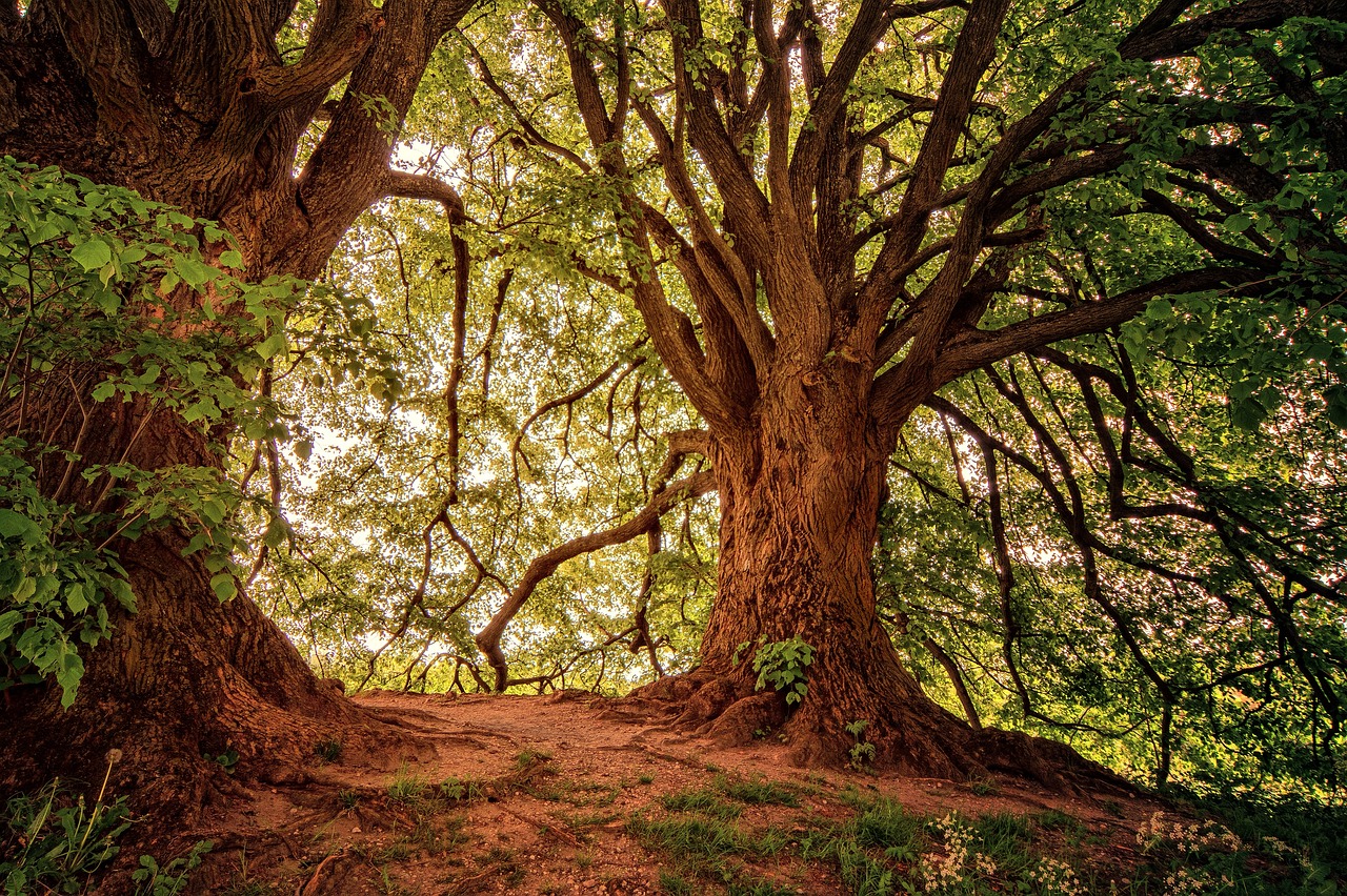 découvrez l'univers fascinant des forêts : habitats riches en biodiversité, écosystèmes vitaux pour notre planète, et trésors naturels à explorer. plongez dans la beauté des paysages forestiers et apprenez l'importance de leur préservation.