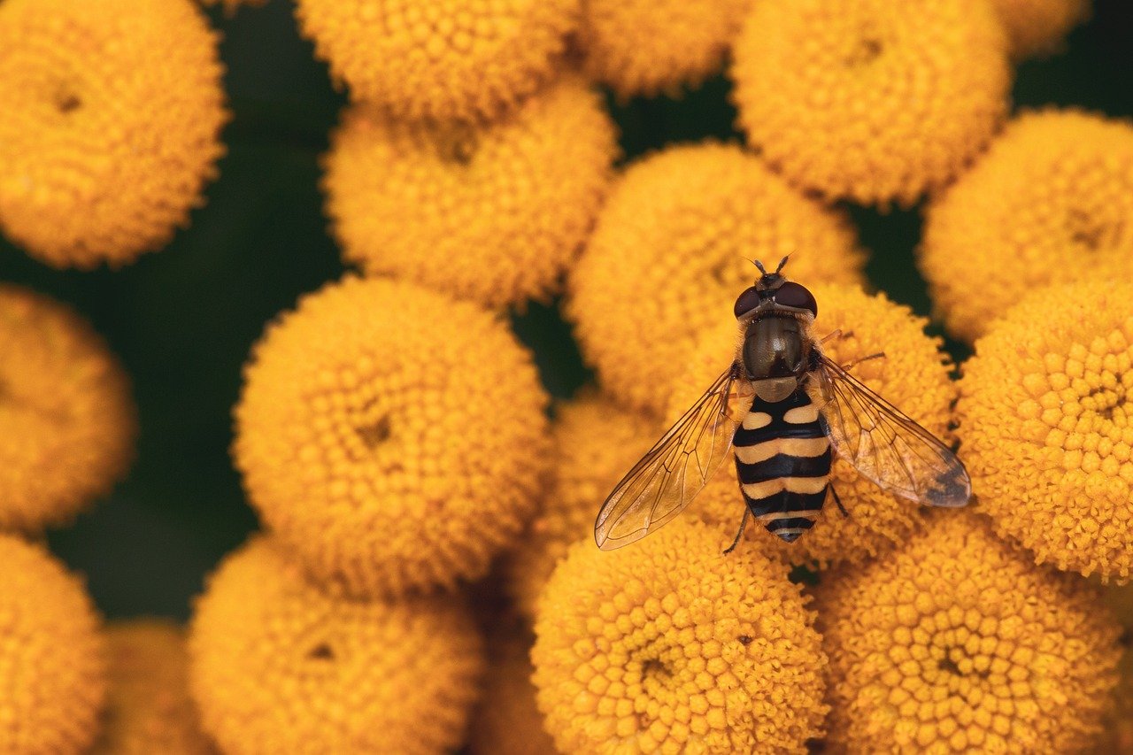 découvrez le monde fascinant des pollinisateurs, ces insectes et animaux essentiels qui jouent un rôle crucial dans la pollinisation des plantes. apprenez comment ils contribuent à la biodiversité et à la production alimentaire tout en explorant les menaces qui pèsent sur leur survie.