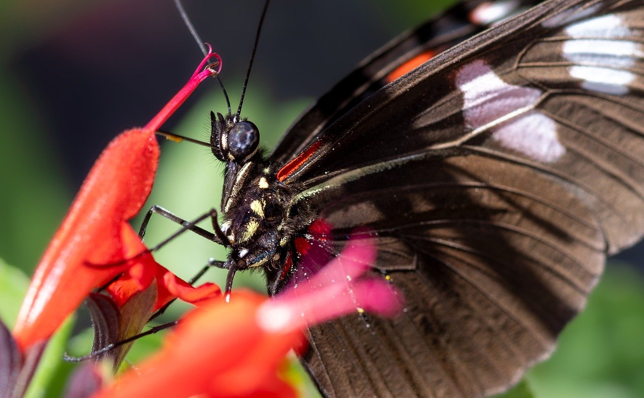 découvrez l'importance des pollinisateurs pour notre écosystème. apprenez comment ces abeilles, papillons et autres insectes contribuent à la diversité des plantes et à la production alimentaire. protégeons ensemble ces acteurs essentiels de la nature.