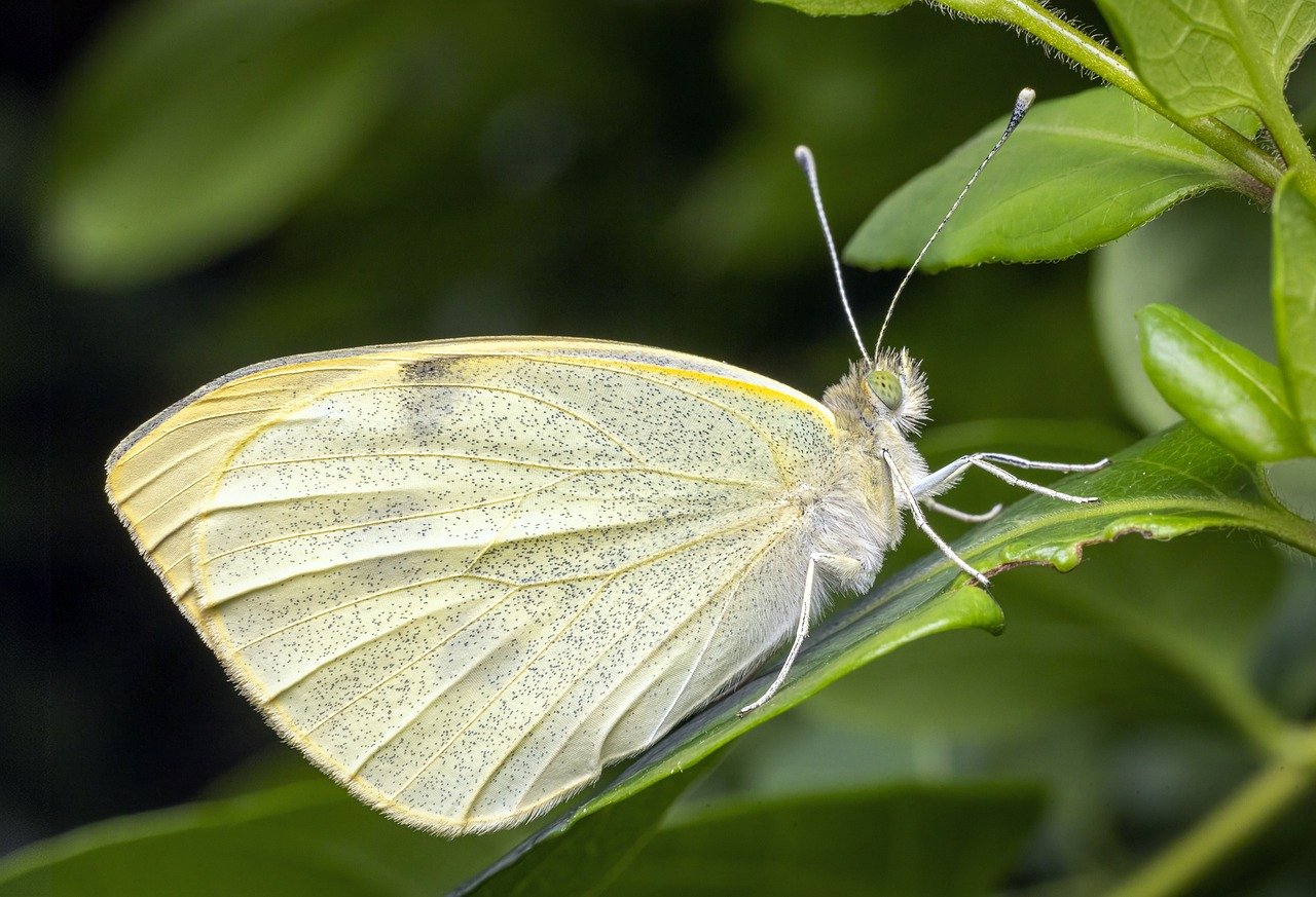 découvrez l'importance des pollinisateurs pour notre écosystème et l'agriculture. apprenez comment ces insectes et animaux indispensables contribuent à la biodiversité et à la production alimentaire.