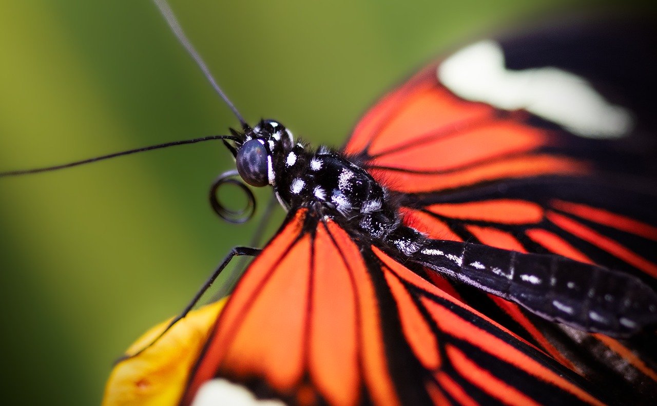 découvrez le monde fascinant des pollinisateurs, ces créatures essentielles à notre écosystème. apprenez leur rôle crucial dans la pollinisation des plantes, leur impact sur la biodiversité et les menaces qui pèsent sur leur survie. un voyage au cœur de la nature qui souligne l'importance de protéger ces alliés indispensables.