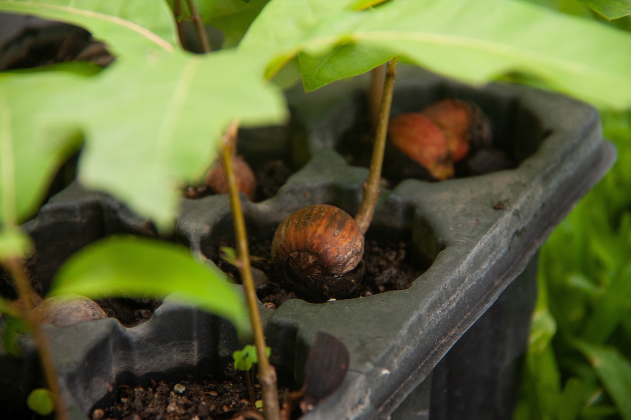 découvrez l'importance de la reforestation pour la planète. apprenez comment cette pratique contribue à lutter contre le changement climatique, à préserver la biodiversité et à restaurer les écosystèmes. engagez-vous pour un avenir plus vert!