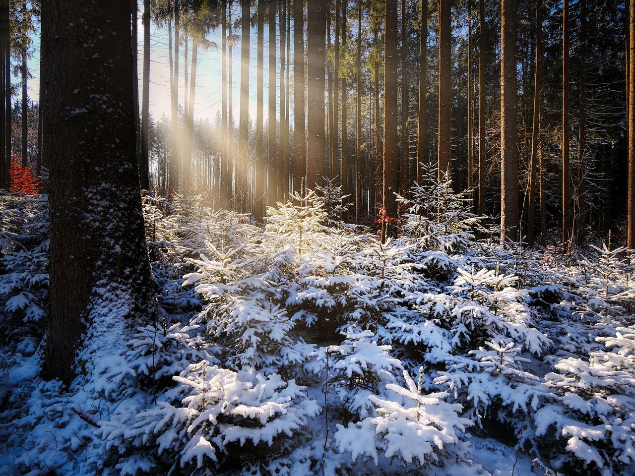 découvrez l'importance de la reforestation pour notre planète. apprenez comment cette pratique aide à lutter contre le changement climatique, favorise la biodiversité et améliore la qualité de l'air. engagez-vous dans des initiatives locales et participez à la restauration de notre environnement.