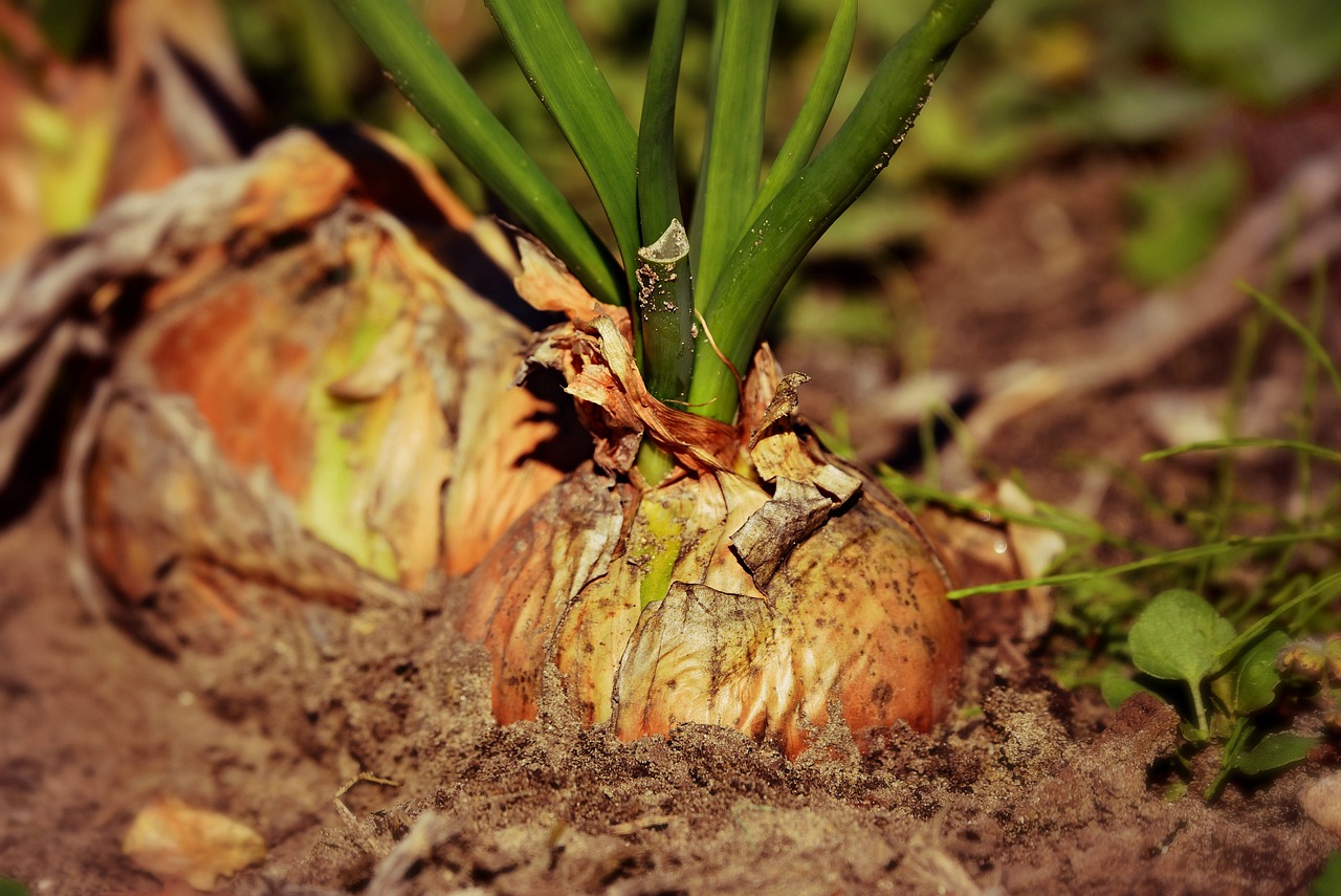 découvrez l'importance de la santé des sols pour un écosystème durable. apprenez comment des pratiques agricoles respectueuses peuvent revitaliser les terres, améliorer la biodiversité et garantir des récoltes de qualité. explorez des conseils pratiques pour préserver et enrichir la santé des sols, afin d'assurer un avenir alimentaire viable.