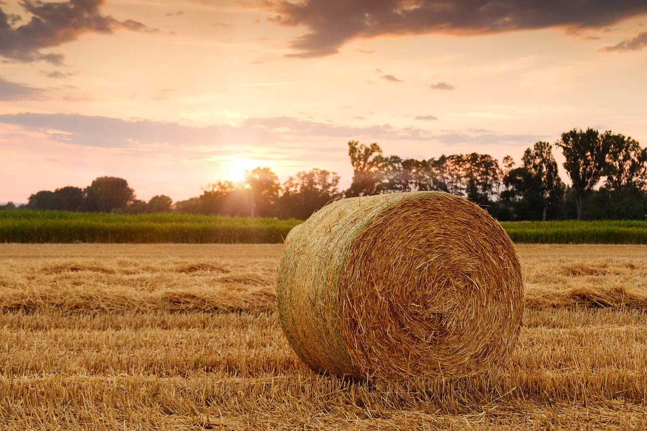 découvrez les principes de l'agriculture durable, qui privilégie des pratiques respectueuses de l'environnement pour préserver les ressources naturelles tout en garantissant la sécurité alimentaire. apprenez comment adopter des méthodes agricoles innovantes et écoresponsables.