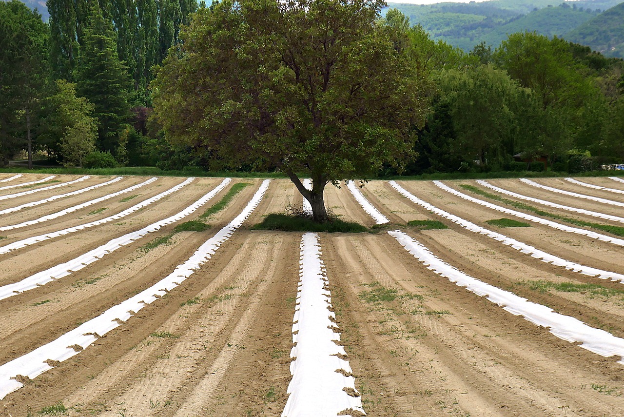 découvrez l'agroécologie, une approche durable de l'agriculture qui allie pratiques respectueuses de l'environnement et développement rural. explorez les bénéfices de cette méthode pour la biodiversité, la santé des sols et la sécurité alimentaire.