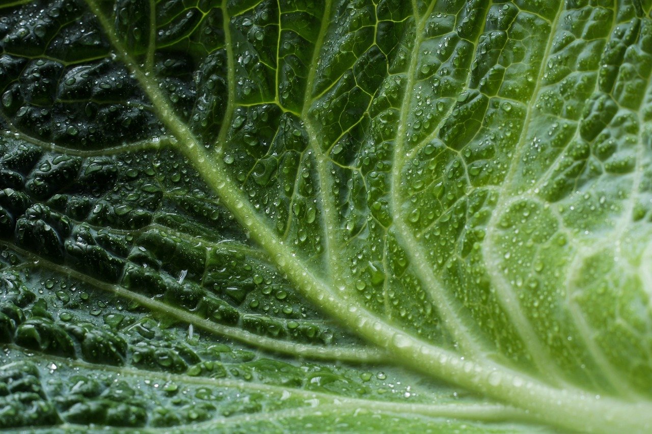 découvrez l'importance de l'écologie pour la préservation de notre planète. apprenez comment les écosystèmes interagissent, les menaces qui pèsent sur la biodiversité et les actions que nous pouvons entreprendre pour un avenir durable.