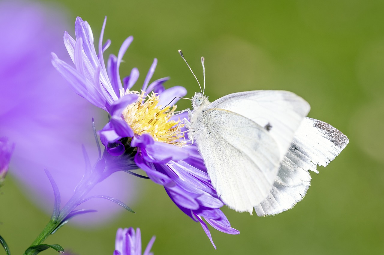 découvrez l'importance des politiques environnementales dans la protection de notre planète. ce guide explore les initiatives, réglementations et actions visant à promouvoir le développement durable et à préserver les ressources naturelles pour les générations futures.