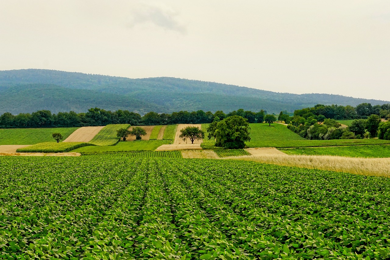 découvrez l'univers de l'agriculture, ses pratiques durables, ses innovations technologiques et son impact sur l'économie et l'environnement. explorez les différentes cultures, élevages et méthodes qui font de l'agriculture une activité essentielle pour notre société.