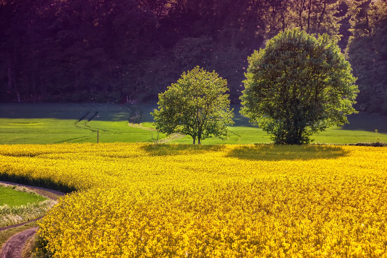 découvrez le monde fascinant de l'agriculture, un secteur essentiel qui façonne notre alimentation et notre environnement. explorez les techniques agricoles modernes, les innovations durables et l'impact de l'agriculture sur notre société.