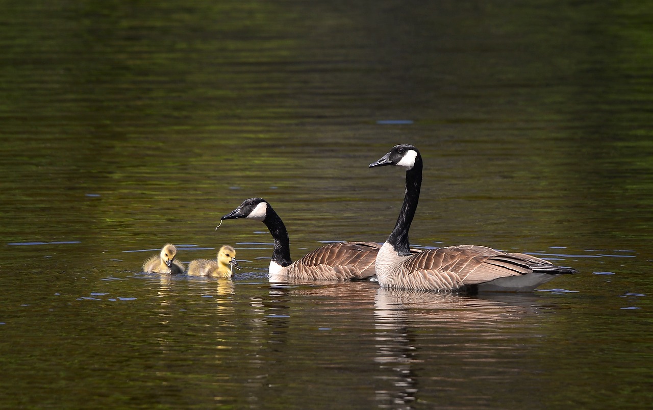 découvrez l'importance de la biodiversité et son rôle crucial dans l'écosystème. apprenez comment préserver la variété des espèces et leur habitat pour un avenir durable et équilibré.