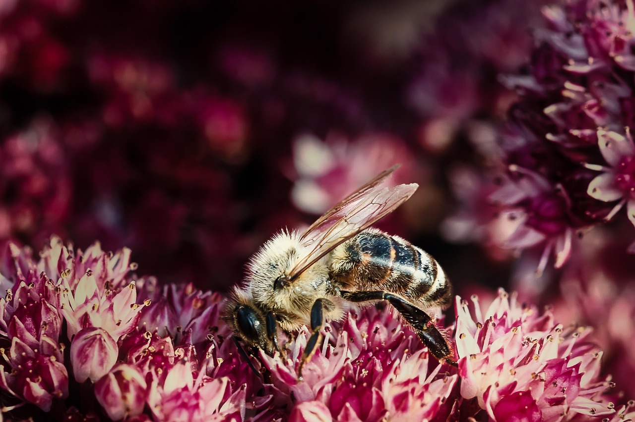 découvrez l'importance cruciale de la biodiversité pour notre planète. explorez les différentes espèces, leurs écosystèmes et le rôle vital qu'ils jouent dans le maintien de l'équilibre naturel. engagez-vous pour la protection de la biodiversité et apprenez comment vous pouvez contribuer à sa préservation.