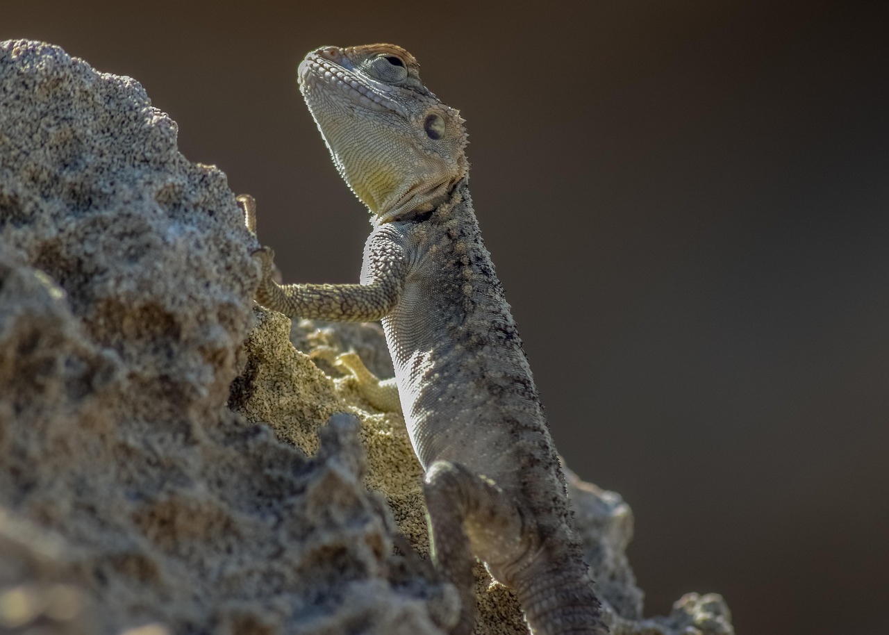 découvrez les stratégies d'adaptation au changement climatique pour protéger notre planète et nos communautés. apprenez comment faire face aux défis environnementaux et promouvoir un avenir durable.